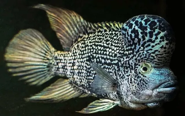 Black Nastiy Haitian Cichlid (Nandopsis haitiensis)