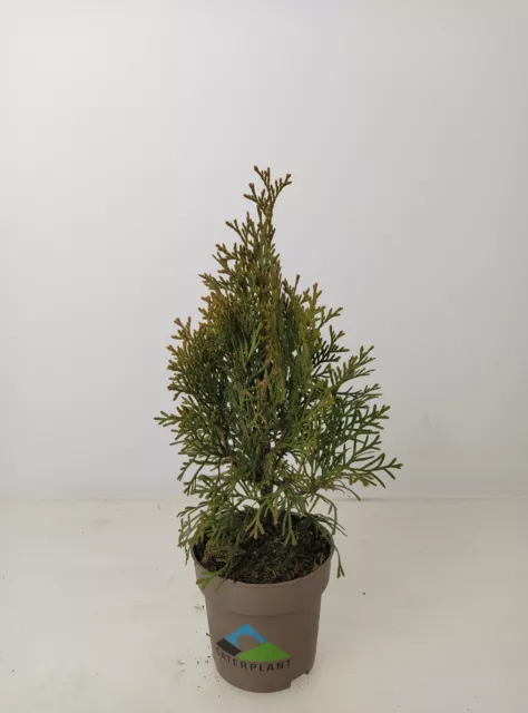 50x Lebensbaum Thuja 'Smaragd', 20-30 cm (Topf Ø 11 cm), inkl. Dünger