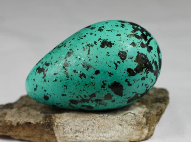 Brunnich´s Guillemot egg, Iceland, taxidermy, nature, real