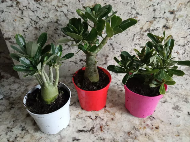 Adenium obesum planta con raiz de semilla Rosa del Desierto Roja Rosa y Blanca 3