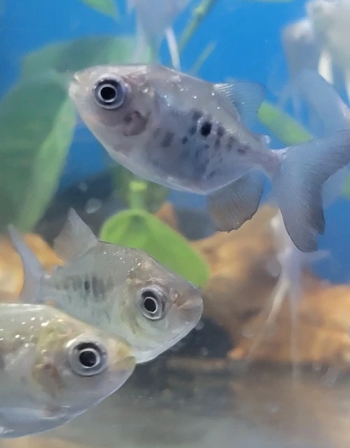 1.5 to 2" BLACK PACU VERY RARE.. Tropical Freshwater VERY LIMITED.
