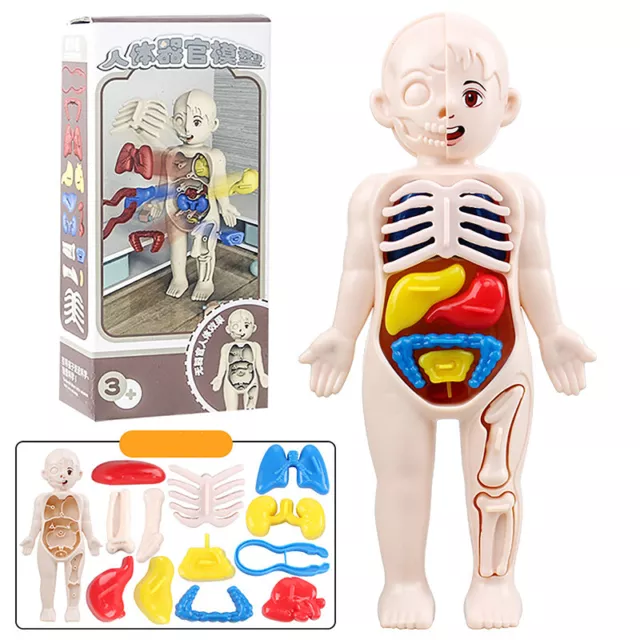 14PCS Montessori Toys Children Science Education Human Body Organ Anatomy Model