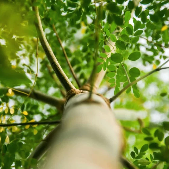Moringa Tree Organic Seeds - Heirloom, Open Pollinated, Non GMO - Grow Indoors,