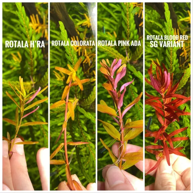 Rotala Blood Red Sg Variant 8 TIGES / 8 STEMS 3