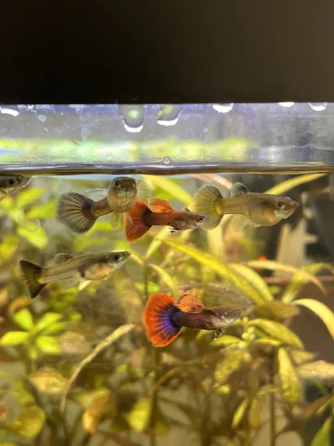 Guppies - Dumbo Red Mosaics/ Violet Cobras. $5 per, you choose gender and count