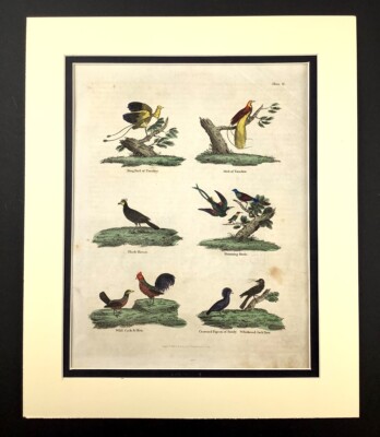 Aigle 1812 Autruche Aigle Couronne Oiseau Ancien Antique Main Coloré Gravure Buffon 