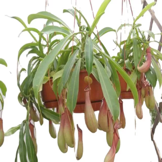 Rare Nepenthes Madagascariensis Seeds Carnivorous Plant - Stunning Pitcher Plant