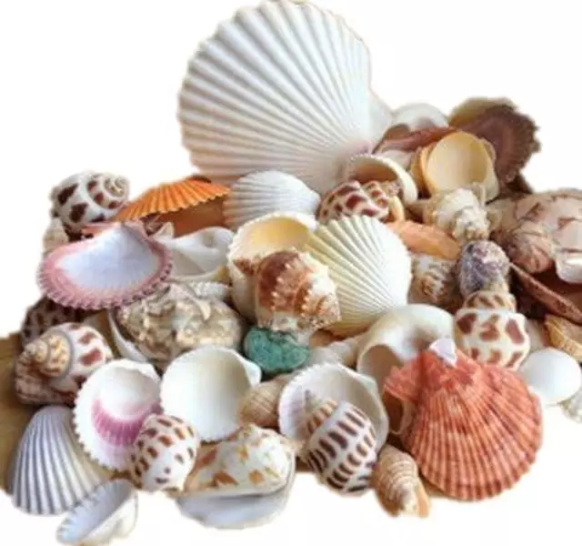 Ardisle Beach Mixed Sea Shells Shell Craft Table Decor Aquarium Fish Tank Sma...
