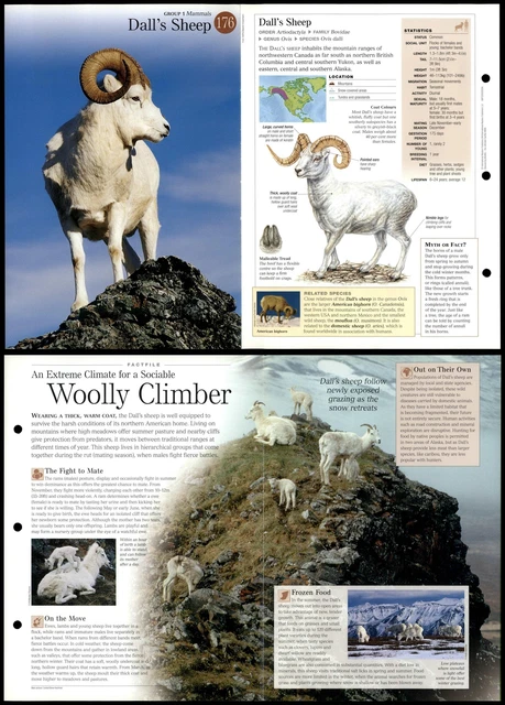 DALL'S SHEEP #176 Mammals - Discovering Wildlife Fact File Fold-Out ...