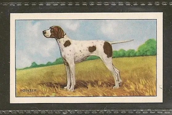 1936 UK Dog Art Full Body Gallaher Series A Cigarette Trade Card ENGLISH POINTER