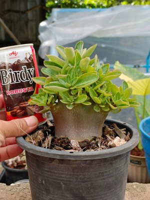 Cactus Suculentas Adenium arabicum negro gigante "mupa" planta/semillero #4L 