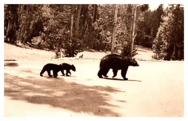 Mother Black Bear With Twin Cubs Out For A Stroll In The Snow RPPC