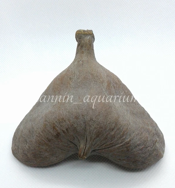 5 piezas vaina de esterculia decoración floral natural artesanías botánicos secos popurrí 3