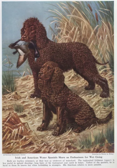 Irish Water Spaniel - CUSTOM MATTED - 1947 Vintage Color Dog Art Print