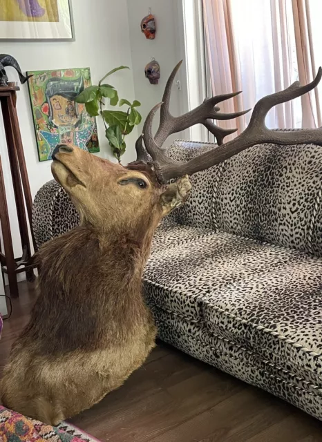 Vintage Large Red Deer Mount Taxidermy