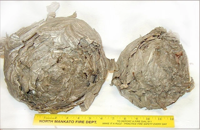 2 Paper WASP NESTS Hive Hanging Taxidermy Decor Abandoned MINNESOTA Farm NEST