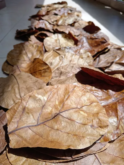 1000Pcs Indian Almond Leaves 10-15cm Catappa Ketapang for Fish, Shrimp, Aquarium