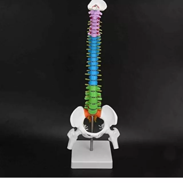 Human body 1:1 Anatomical Anatomy Spine Medical Model +Stand Fexible Newest