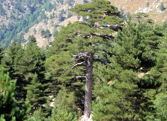 Corsican Pine or Black Pine - Pinus nigra maritima - 10 Seeds - Ornamental Pine