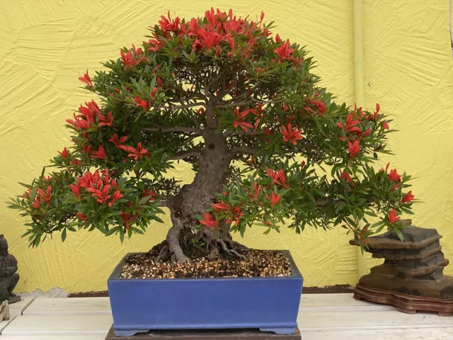 Joe Bonsai " SANGOSAI " Jap.Satsuki  Sehr schöne rote Azalee Schale TOKONAME