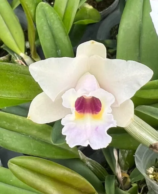 Orchid Orchidee Cattleya alaorii x Cattleya luteola (2 Pr/L)