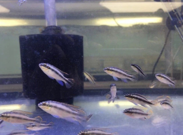 Kribensis Cichlid Pack of 6