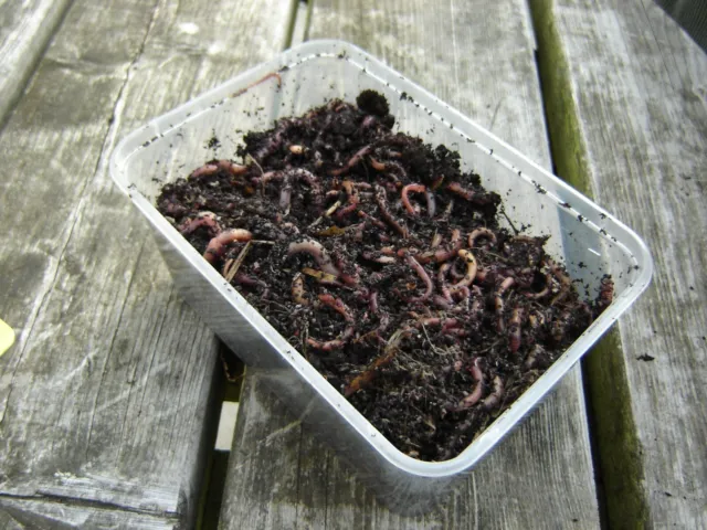 Reptile Live Food, Earthworms Fishing Bait, Composting, Wormery