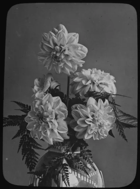 BLUMEN IN VASE NR. 4 CHRYSANTHEMEN C1910 Magic Laterne Rutsche BLUMENSTUDIE