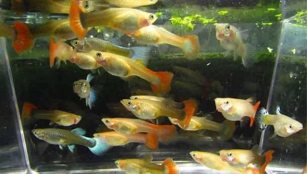 6 Assorted Color Female Guppies Guppy Live Freshwater Aquarium Fish