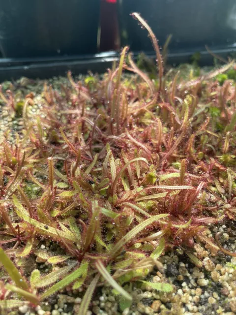 Drosera adelae - North Qld Native Carnivorous Plant 🌿 Price Per Plant