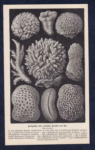 a_Kalkgerüst arabische Korallen_Tafel um 1895_Abbildung Druck_Polyp