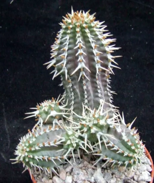 Euphorbia Phillipsioides choice 10cm collectors Somalian succulent / cactus