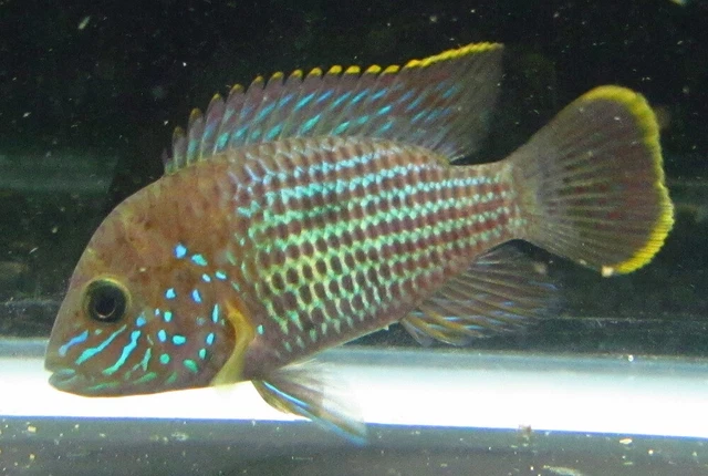 2" Green Terror Cichlid Live Freshwater Aquarium Fish