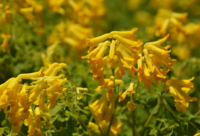 200 CORYDALIS LUTEA Seeds (Yellow Bleeding Heart) | NON-GMO | Free shipping