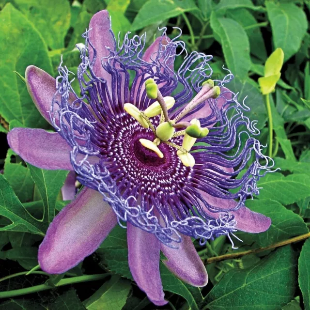 Passion Flower seed for 2024. pack of 20