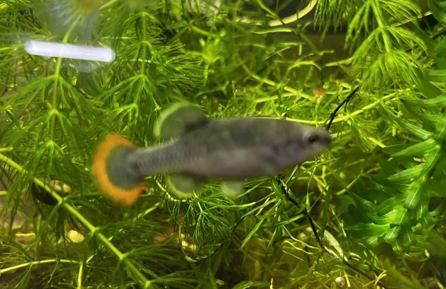 7 Zoogoneticus Tequila Juvenile Live Fish Goodeid Freshwater Splitfin Livebearer