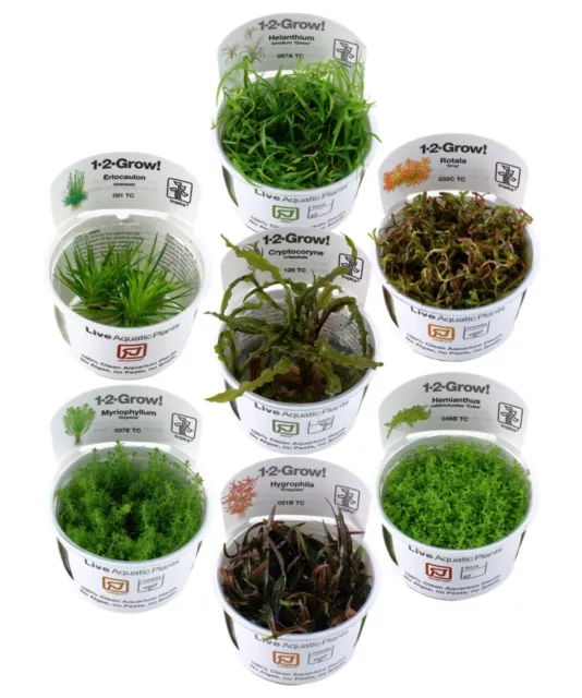 Aquarium Pflanzen 1-2-Grow! In Vitro Tropica Wasserpflanzen