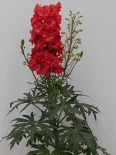 Géant Rouge Delphinium Semences Florales/Pérenne