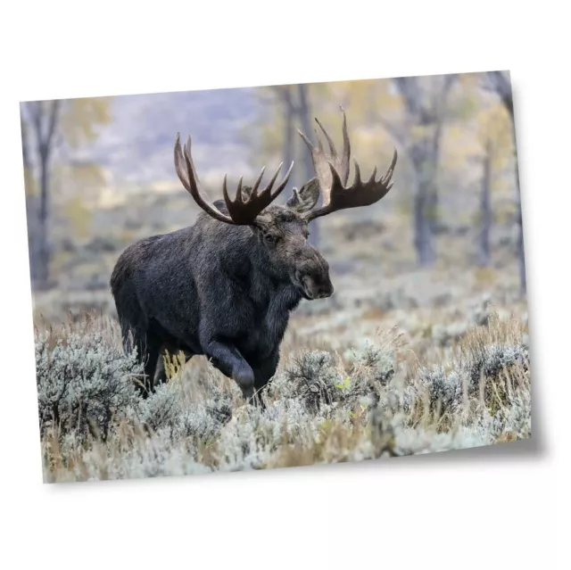 8x10" Prints(No frames) - Wild Bull Moose Alaska Canada  #46433