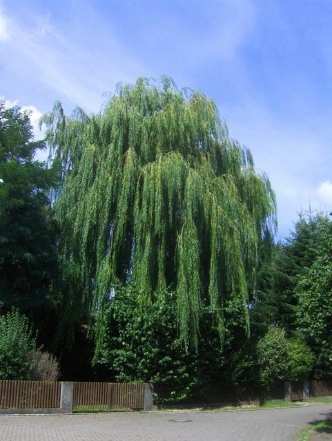 SALIX ALBA TRISTIS Gelbe Trauerweide 400cm SOLIT R H ngeweide EUR 85 SALIX ALBA TRISTIS Gelbe Trauerweide 400cm SOLIT R H ngeweide EUR 85