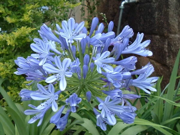 8 graines d'AGAPANTHE A OMBELLES(Agapanthus Umbellatus)G29 AFRICAN LILY SEEDS