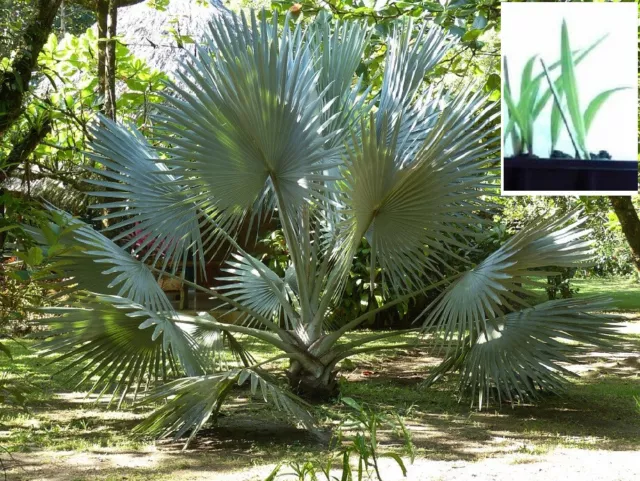 2 winterharte Mazari-Palmen schnellwüchsige exotische Pflanzen im für den Garten