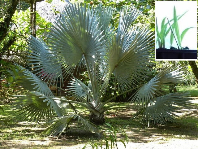 2 WINTERHARTE MAZARIPALMEN schnellwüchsige exotische Pflanzen im für