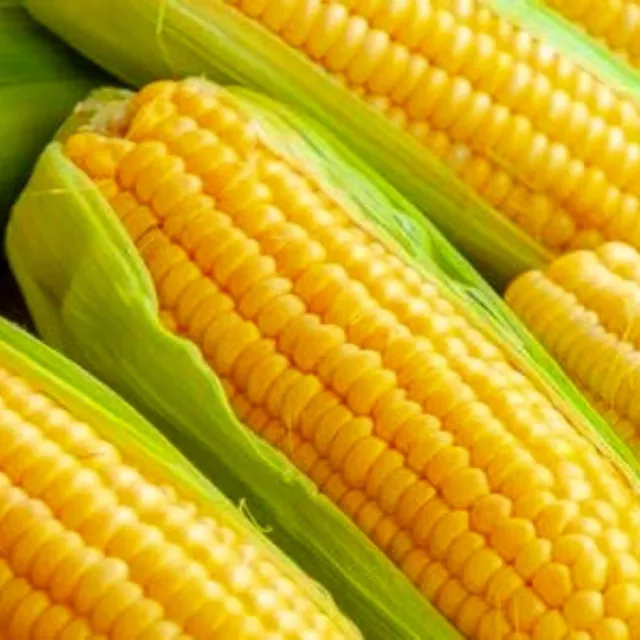 Golden Bantam Corn Seeds  | Non-GMO | Heirloom  | Fresh Garden Seeds