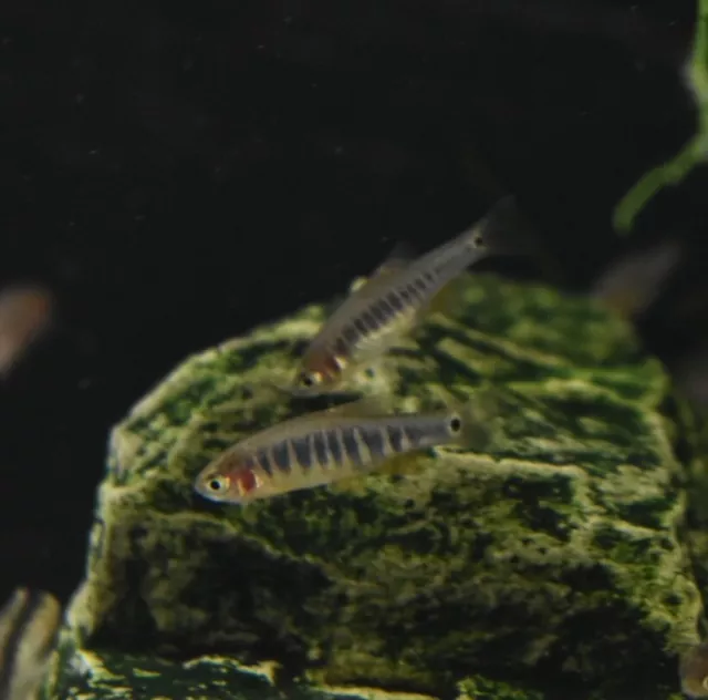 Live Emerald Rasboras (Pack of 6 Freshwater Aquarium Nano Fish) *PLS READ DESCR*