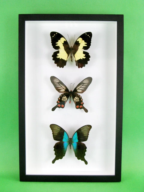 3 real beautiful and huge butterflies in the XXl showcase - single piece - 26 2