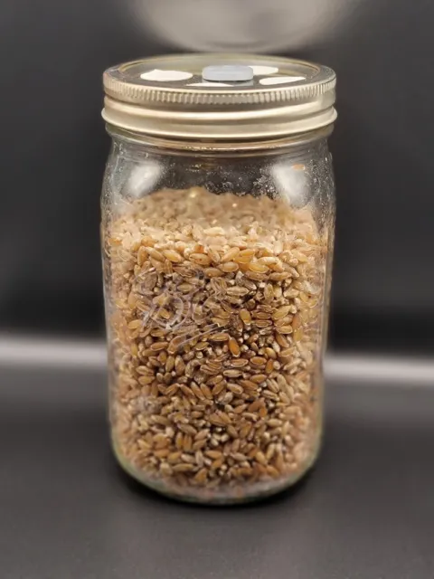 Sterilized Rye Grain (Rye Berry) Mushroom Substrate Growing jars