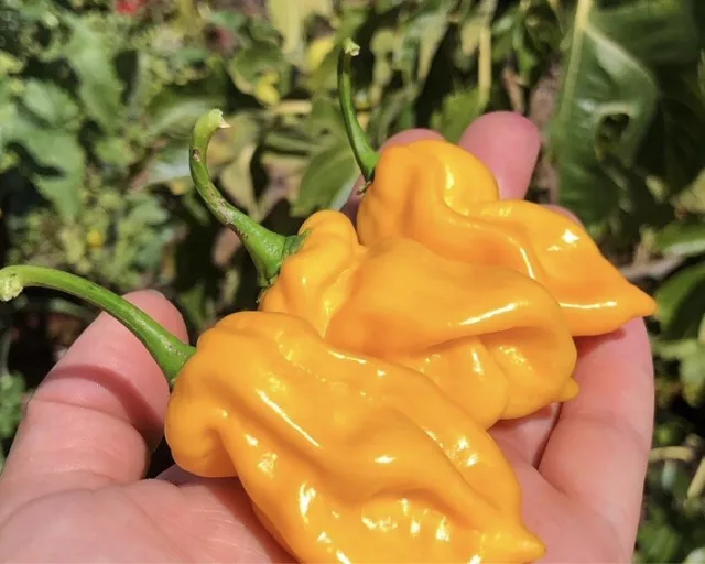 Trinidad Scorpion Cardi Yellow 60 Seeds EXTREME HEAT 800,000 SHU WA Grown