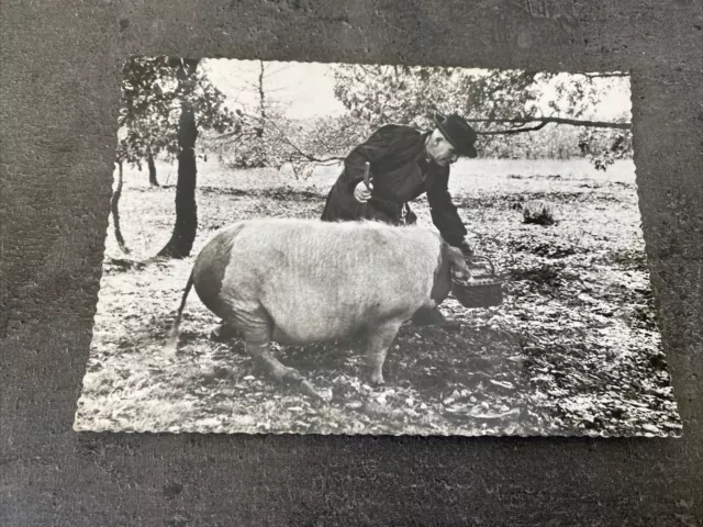 ancienne cpa photo en perigord recherche des truffes cochon vintage