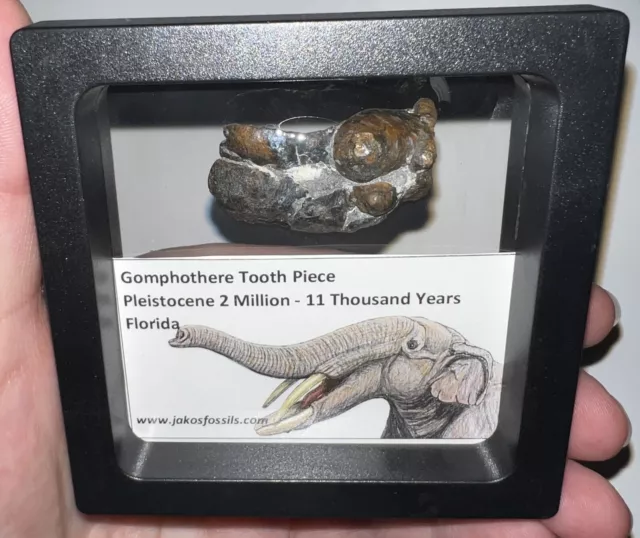 RARE Ice Age Fossil GOMPHOTHERE Partial Molar Lot from Florida Pleistocene!